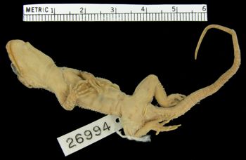Media type: image;   Herpetology R-26994
